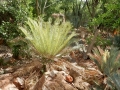 These Cycas furfuracea plants flush green and turn blue as leaves mature.