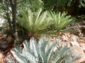 These Cycas furfuracea plants flush green and turn blue as leaves mature.