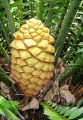 Coning habit at Cycad International,  Katherine, Northern Territory, Australia.