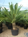 Potted specimen at Cycad International, Katherine, Northern Territory, Australia