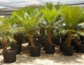 Potted specimens Cycad International,  Katherine, Northern Territory, Australia