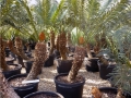 Coning habit at Cycad International,  Katherine, Northern Territory, Australia