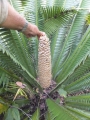 Male cone at Cycad International.