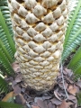 Male cone at Cycad International.