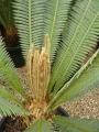 New fronds at Katherine (Australia).