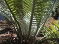 Photo by Cycad International. https://www.facebook.com/Cycads