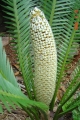 Male cone in Joe's Cycad Gardens.