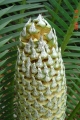 Male cone in Joe's Cycad Gardens.