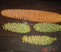 Encephalartos whitelockii green male cone, and larger Encephalartos gratus male cones.