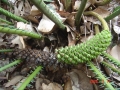 Male cones in Joe's Cycad Gardens.