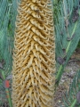 Male cone in Joe's Cycad Gardens.