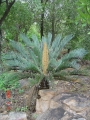 Male cone in Joe's Cycad Gardens.