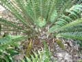 Female cones in Joe's Cycad Gardens.