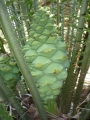 Female cones in Joe's Cycad Gardens.