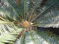 Cycad Cones in Joe's Cycad Gardens. Male cone, still developing.