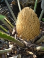 Cycad Cones in Joe's Cycad Gardens. Male cone, still developing.