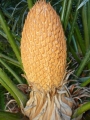 Cycad Cones in Joe's Cycad Gardens. Cycas seemannii, Male cone.