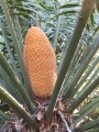 Male cones in Joe's Cycad Gardens.