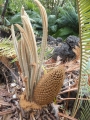 Cycad Cones in Joe's Cycad Gardens. Cycas siamensis, Male cone.