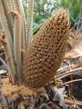 Cycad Cones in Joe's Cycad Gardens. Cycas siamensis, Male cone.