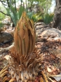 Cycad Cones in Joe's Cycad Gardens. Cycas conferta, Female cone, this is the first time for this plant to show sex.