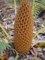 Cycas siamensis. Male.