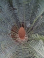 Cycas maconochiei Male cone.