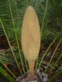 Mature pollen cone.