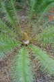 Male specimen, coning habit.