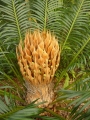 Cycas seemannii Female.