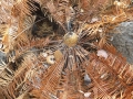 Cycas siamensis in collection at Jurassic Cycad Gardens. In Katherine in Australia's Northern Territory.