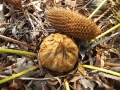 Pollinating receptive Female Cane with Male Cone that is Dehiscing pollen.