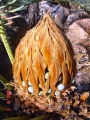 Cycas furfuracea in Ex-situ Conservation collection at Jurassic Cycad Gardens