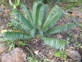 Old leaves are dark green.