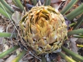 Female cone at receptive stage.