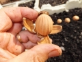 Cycas wadei seeds from the plants in Jurassic Cycad Gardens.