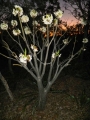 4 meter tall plant. 40+ cm trunk diameter at Cycad International, Katherine, Northern Territory, Australia.