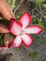 Flowering habit from habitat collected seeds in Zimbabwe. At Cycad International, Katherine, Northern Territory, Australia.