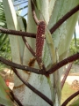 Bismarkia nobilis. Male inflorescence.