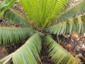 The new emerging leaves are light-green.