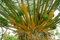 Female specimes with maturing seeds.