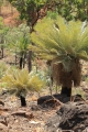 Cycas basaltica in habitat.