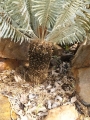 Cycas basaltica. Trunk, this is a very slow growing cycad. This is possibly 100 years old.