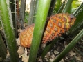 Male cone.