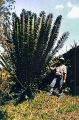 Encephalartos whitelockii and Joe in Fort Portal, Western Uganda.