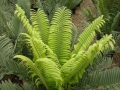 Green emergent leaves.