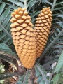 Male cones.