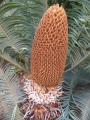 Male cone.