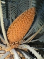 Male cone. See the beautiful leaf form and the contrast in the colours.