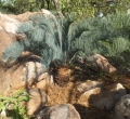 Some of the trunked specimens in the Jurassic Cycad Gardens Ex-Situ conservation collection.